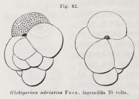 Globigerina adriatica Fornasini, 1899