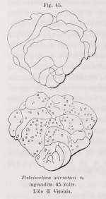 Pulvinulina adriatica Fornasini, 1900