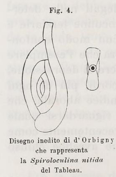 Spiroloculina nitida d'Orbigny, 1826