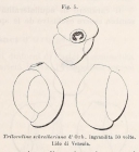 Triloculina schreiberiana d'Orbigny, 1839