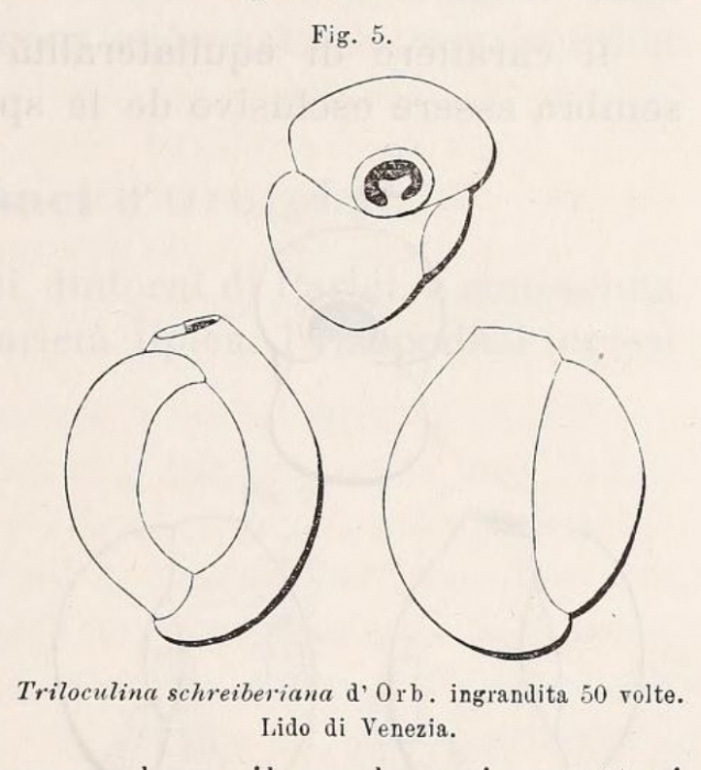 Triloculina schreiberiana d'Orbigny, 1839 Triloculina schreiberiana d'Orbigny, 1839