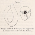 Triloculina unidentata d'Orbigny in Fornasini, 1900