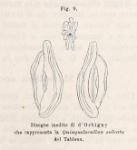 Quinqueloculina sulcata d'Orbigny in Fornasini, 1900