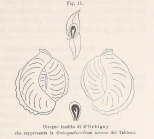 Quinqueloculina secans d'Orbigny, 1826