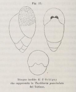 Textularia punctulata d'Orbigny, 1826 