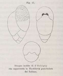 Textularia punctulata d'Orbigny, 1826 Textularia punctulata d'Orbigny, 1826