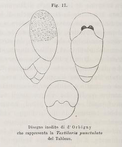 Textularia punctulata d'Orbigny, 1826 