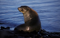 Antarctic Fur Seal Antarctic Fur Seal