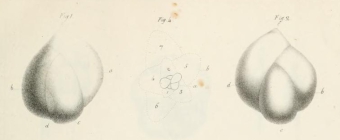 Polymorphina (Guttuline) communis d'Orbigny, 1826