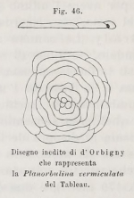 Planorbulina vermiculata d'Orbigny, 1826