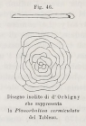 Planorbulina vermiculata d'Orbigny, 1826
