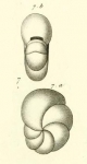 Nonionina laevigata d'Orbigny in Guérin-Méneville, 1832