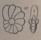 Nonionina laevis d'Orbigny in Parker, Jones & Brady, 1865