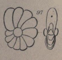 Nonionina laevis d'Orbigny in Parker, Jones & Brady, 1865 Nonionina laevis d'Orbigny in Parker, Jones & Brady, 1865