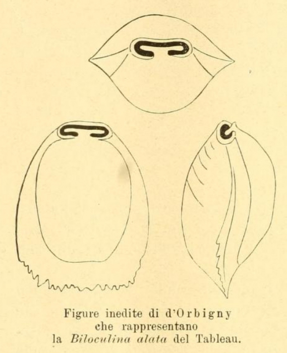 Biloculina alata d'Orbigny, 1852 
