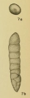 Bifarina tombigbeensis Hadley, 1935 