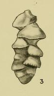 Bitubulogenerina chickasawhayica Hadley, 1935