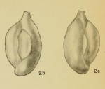 Chromista - Foraminifera (foraminifers)