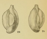Massilina goniopleura Hadley, 1935