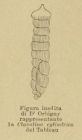 Clavulina cylindrica d'Orbigny, 1852