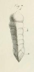 Clavulina angularis d'Orbigny, 1826
