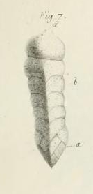 Clavulina angularis d'Orbigny, 1826 Clavulina angularis d'Orbigny, 1826
