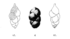 Uvigerina rugosa d'Orbigny, 1852