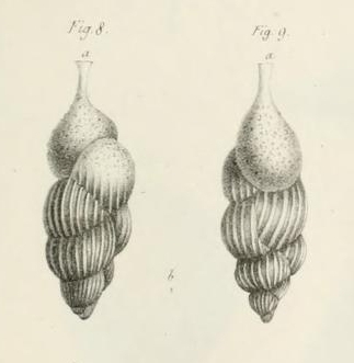 Uvigerina pigmea d'Orbigny, 1826 Uvigerina pigmea d'Orbigny, 1826