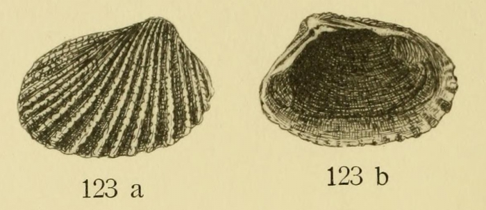 Cardita plata Ihering, 1907 Cardita plata Ihering, 1907
