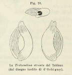 Chromista - Foraminifera (foraminifers)