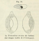 Triloculina striata d'Orbigny in Fornasini, 1902