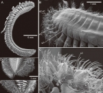 Eulepethus nanhaiensis photo figures