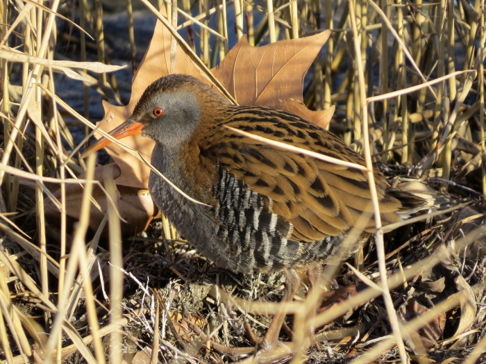 Rallus aquaticus Rallus aquaticus