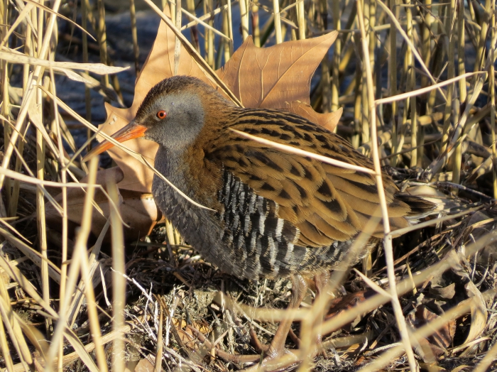 Rallus aquaticus