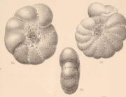 Polystomella striatopunctata var. selseyensis Heron-Allen & Earland, 1911
