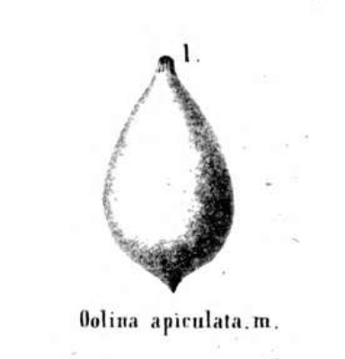 Oolina apiculata Reuss, 1850 Oolina apiculata Reuss, 1850