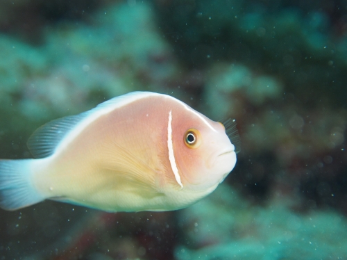 Amphiprion perideraion