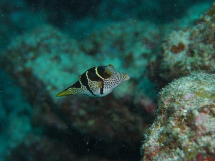 Canthigaster valentini Canthigaster valentini