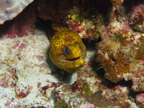 Gymnothorax flavimarginatus