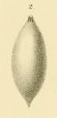 Lagena apiculata var. elliptica Reuss, 1863 