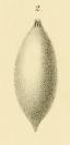 Lagena apiculata var. elliptica Reuss, 1863 Lagena apiculata var. elliptica Reuss, 1863