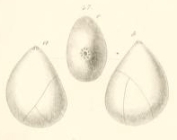 Globulina amygdaloides Reuss, 1851