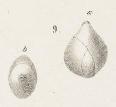 Globulina inaequalis Reuss, 1850