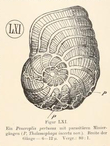 Thalamophaga incerta Rhumbler, 1911 Thalamophaga incerta Rhumbler, 1911