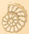 Chromista - Foraminifera (foraminifers)