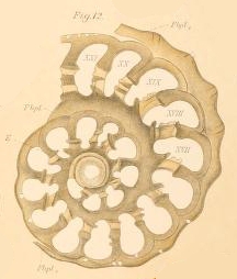 Thalamophaga incerta Rhumbler, 1911 Thalamophaga incerta Rhumbler, 1911