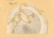 Thalamophaga ramosa Rhumbler, 1911