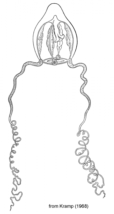 Dissonema saphenella from Kramp (1968) after Haeckel (1879) Dissonema saphenella from Kramp (1968) after Haeckel (1879)