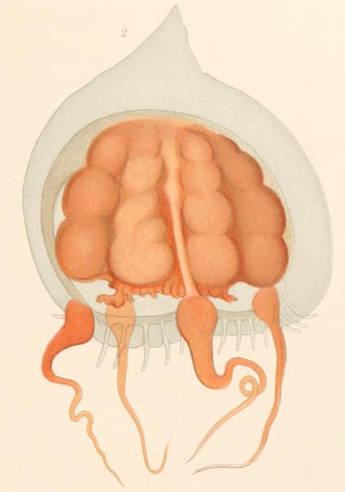 Dissonema gaussi from Vanhöffen (1912) Dissonema gaussi from Vanhöffen (1912)