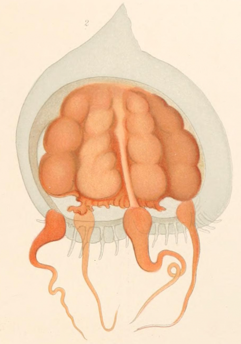 Dissonema gaussi from Vanh�ffen (1912)